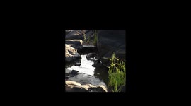 Following a Clawless Otter in Sabie River (Kruger National Park)