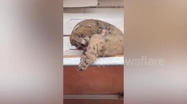 Injured slow loris ‘wind monkey’ covered in burn wounds takes refuge inside garage shop