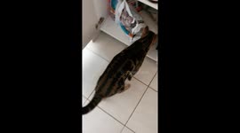 Cat takes snacks from cupboard and slaps his mate on the way past