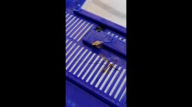 Orb-weaver spider protecting her egg sack and preparing to eat a fly