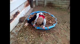 Connor enjoying his pile of autumn leaves and having a relaxing lie down