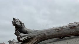 A Gigantic Drifttree