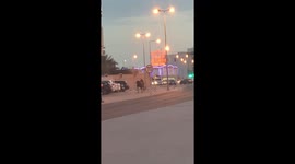 Horsing around with joy: Bahrain equine takes an escape