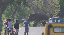 a tusker chasing to cars on the road and road was close more than one hour due to the tusker attack