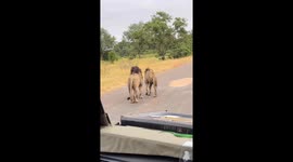 Serenity and brotherhood: two lions embrace in a playful manner in Kruger National Park