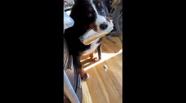 'Drop the burrito!' - Funny moment puppy steals wrap