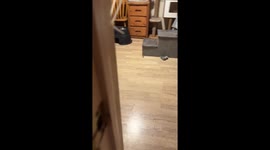 This Fox Was Ready to Make Himself Heard