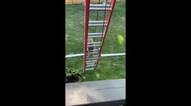 Fat ginger cat tries to climb up a ladder and falls *Hilarious cat fail*
