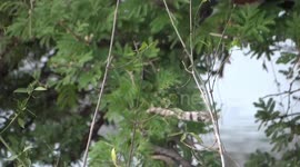 Two protective birds divebombed a snake multiple times to protect their nearby nest