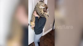 Giant cat has grown so big it is the size of an adult BOBCAT and uses a 110L storage bin as a crate