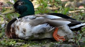 Funny sleeping duck. Paris, Bois d'Arcy. 13 june 2023.