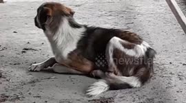 Hapless stray dog found with festering leg wound at Thai temple
