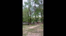 Falling Tree Nearly Takes Out Skid Steer