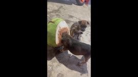 Adorable pup's coconut capers: a hilarious adventure of curiosity and motherly love