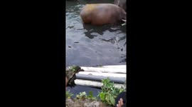 Riverside serendipity: a fisherman's close encounter with buffalos