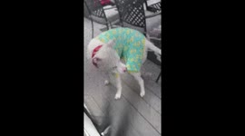 Pit Bull Holds On to His PJs