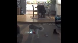 Security Cameras Capture Husky's Shenanigans