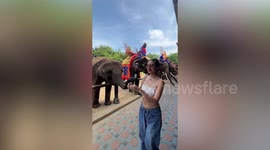 Hungry elephant grabs tourist's arm with its trunk to ask for bananas