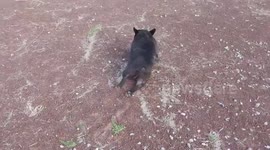 Overdramatic French bulldog fakes limp to catch owner's attention