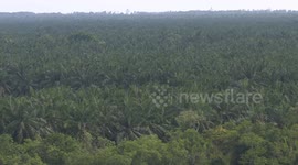 Analysts say CPO prices to remain volatile on market, weather uncertainties