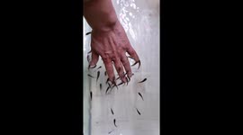 Amazing live fish manicure