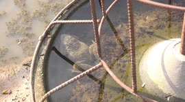 This acting frog deserves an Oscar for playing dead, my girlfriend was convinced he was dead, but I thought otherwise.