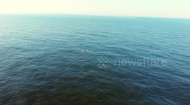 Pod of dolphins play and feed in the blue waters of the River Tyne