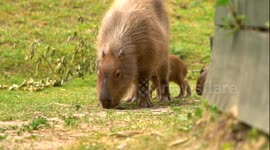 Watch these adorable newborn capybaras waddle around UK wildlife park