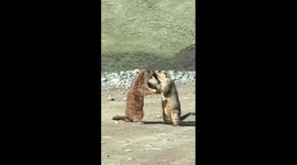 Two marmots caught fighting at national park in northwest China