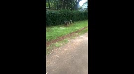 Monkey couple in the morning 