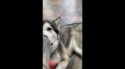 temp