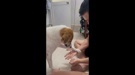 Pup Plays Hand Picking Game
