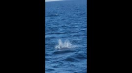 Mobula Ray Lands in Boat
