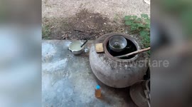 Greedy python chokes to death after swallowing two pigeons and being stuck in narrow ceiling