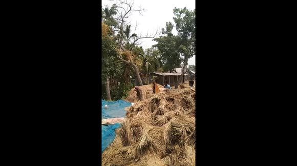 Bangladeshi beautiful villages farming harvest