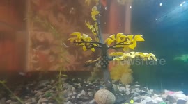 Colourful red tailed, green tailed, Thai and mixed coloured gappy fishes of my fish tank.