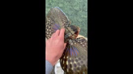 Gorgeous butterfly fish stuns filmer with its supersonic camouflage