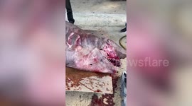 Massive 800kg pre-historic goblin shark pregnant with pups caught off Taiwan coast