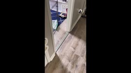 Determined pup's escape endeavor ends with a sticky situation!