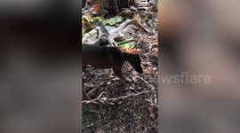 Villagers rescue stray dog snagged on snare trap in Cambodia