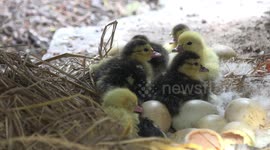 Adorable ducklings a few hours after hatching, on a small farm in Thailand.