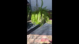 “Mariah” kitty hiding in the fern.