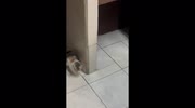 temp
