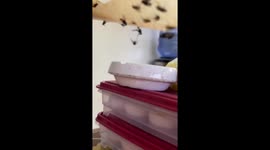 Housefly Is Betrayed