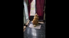 Large Dog Dances At Door