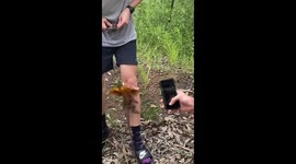 Jurassic Park nightmare vibes as frilled-neck lizard climbs man like a tree to give KISS