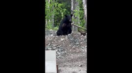 A Visit From A Black Bear