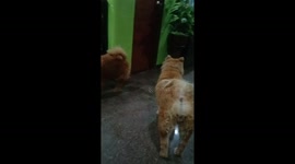 Happy To See my dogs getting older