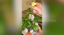 Couple accidentally grow strawberries shaped like penises