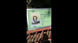 Surprise! The billboard showcases black swans and real-life humor!